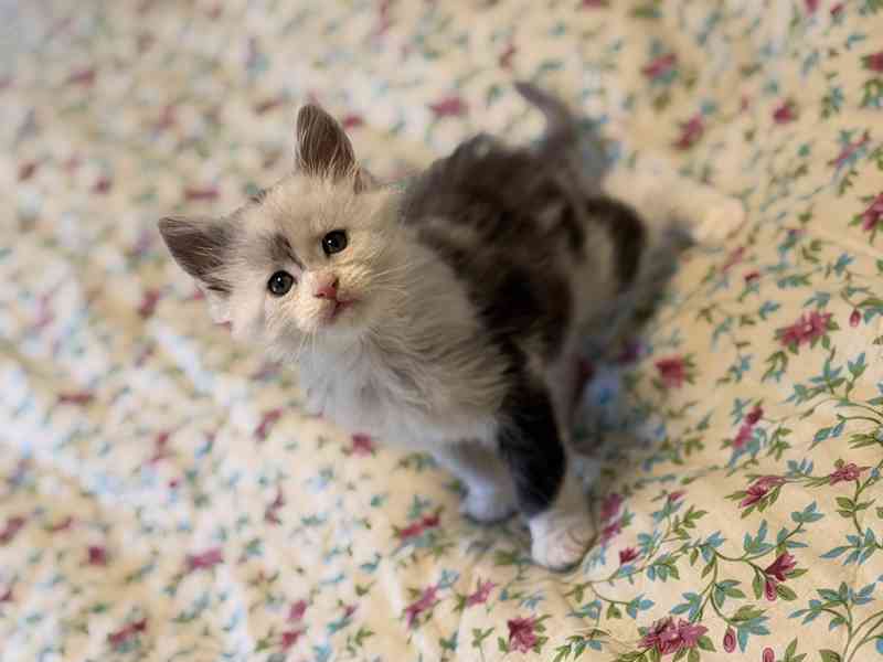 Mainská mývalí koťátka s PP - foto 2