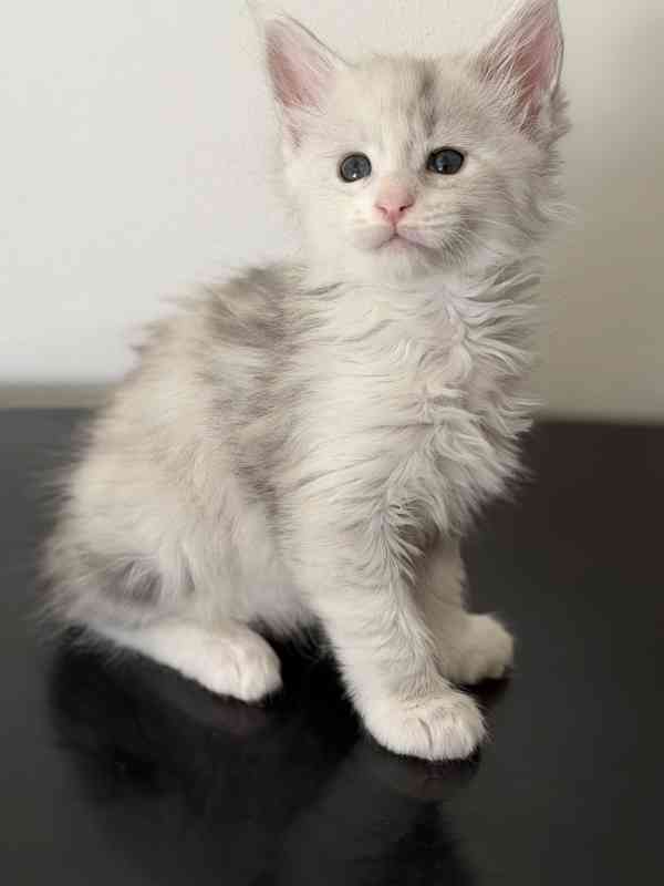 Mainská mývalí koťátka s PP - foto 5