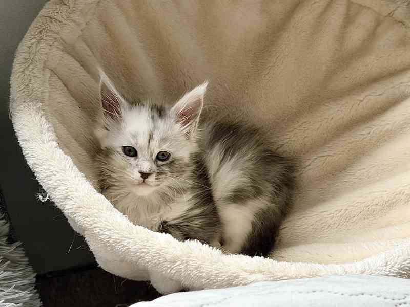 Mainská mývalí koťátka s PP - foto 6