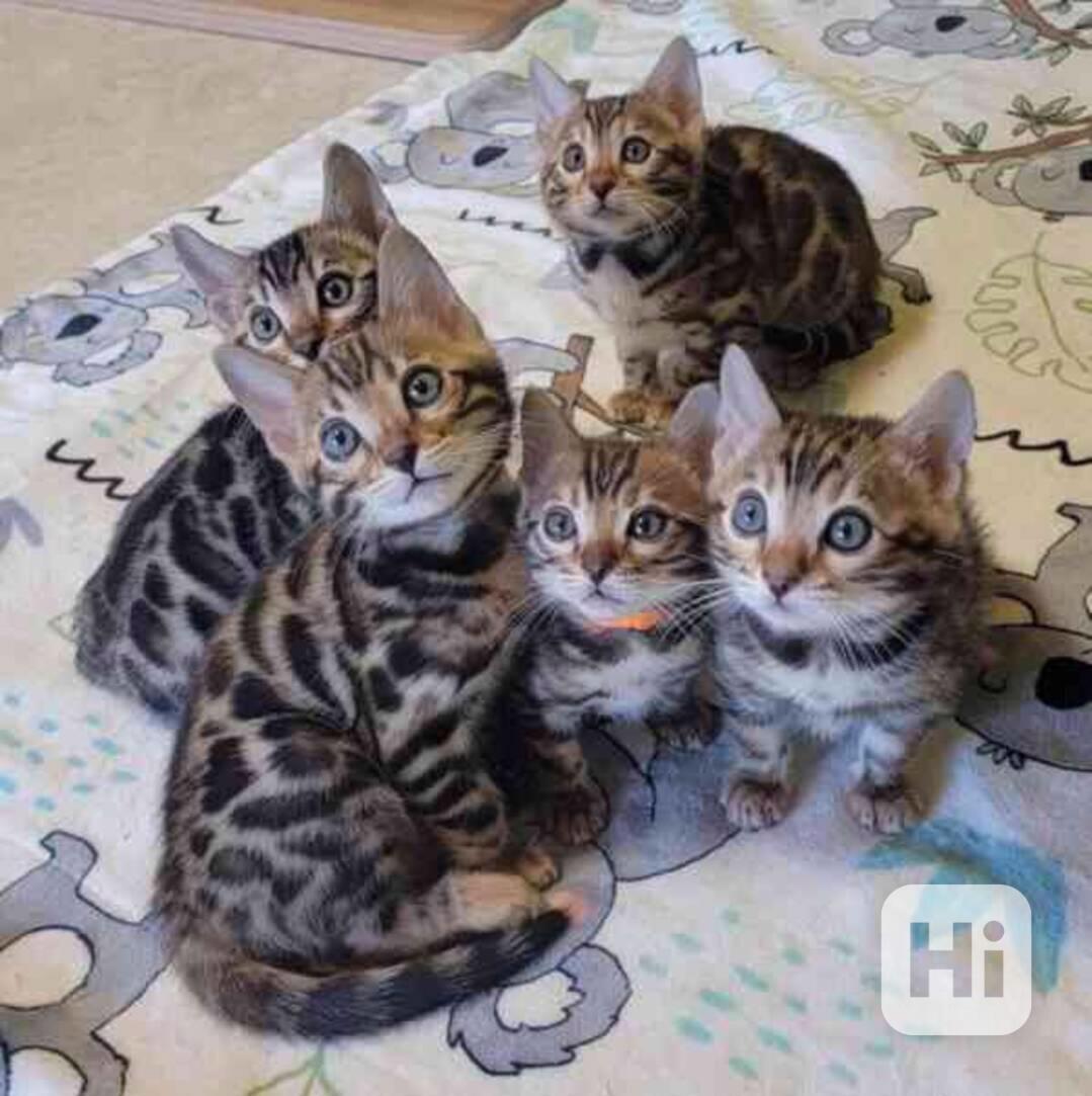 přátelská  bengálská koťata  k adopci - foto 1