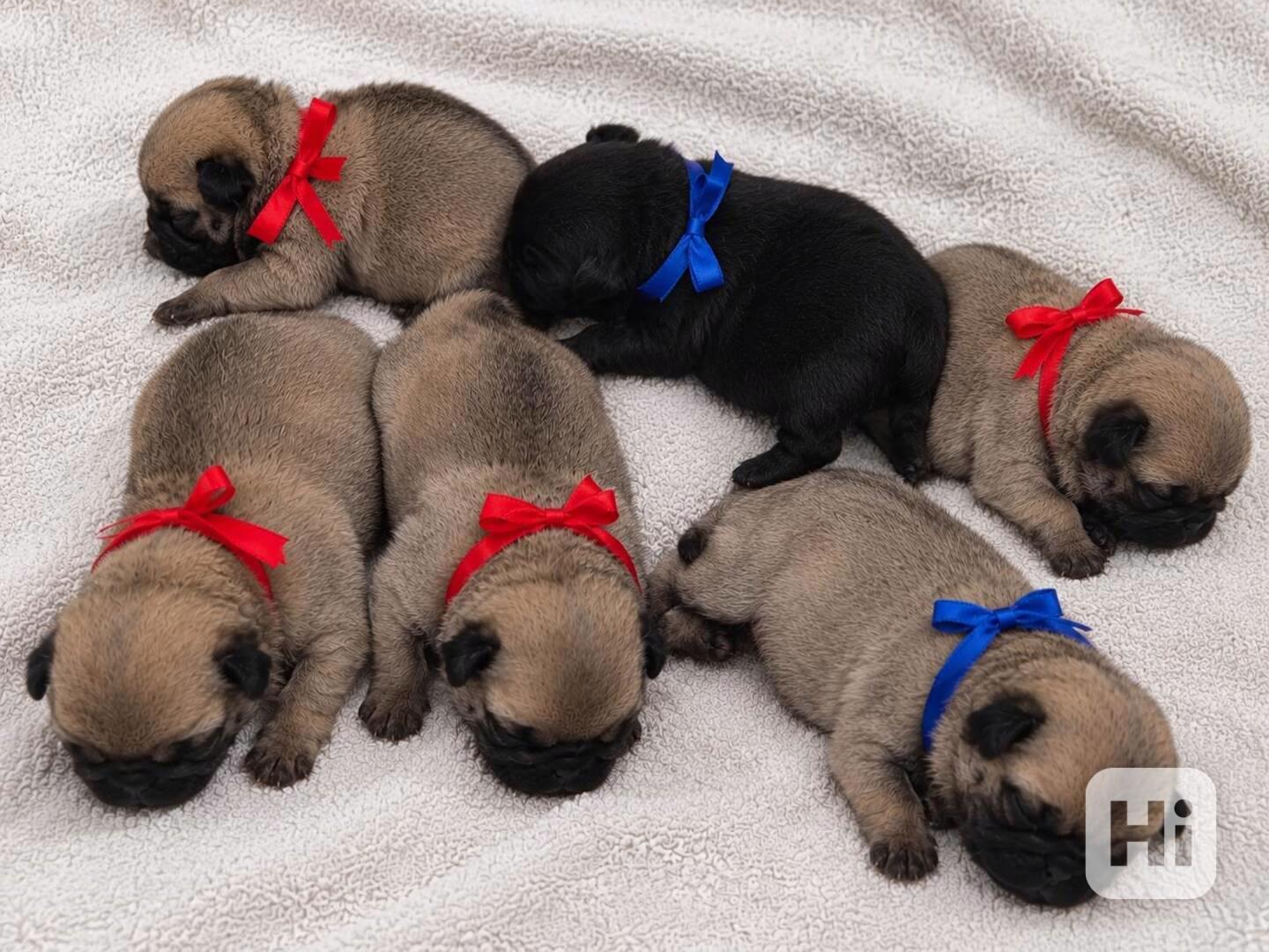 MOPS s PP - foto 1