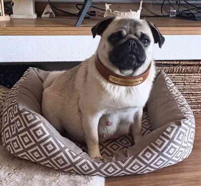 MOPS s PP - foto 3