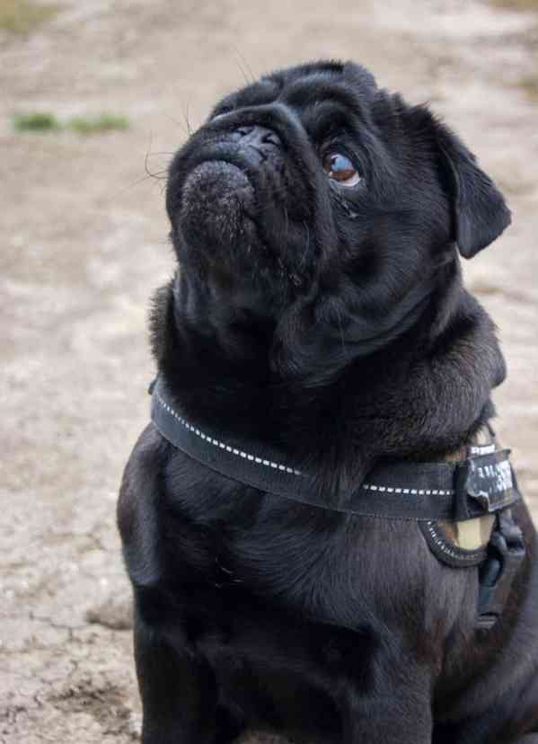 MOPS s PP - foto 2