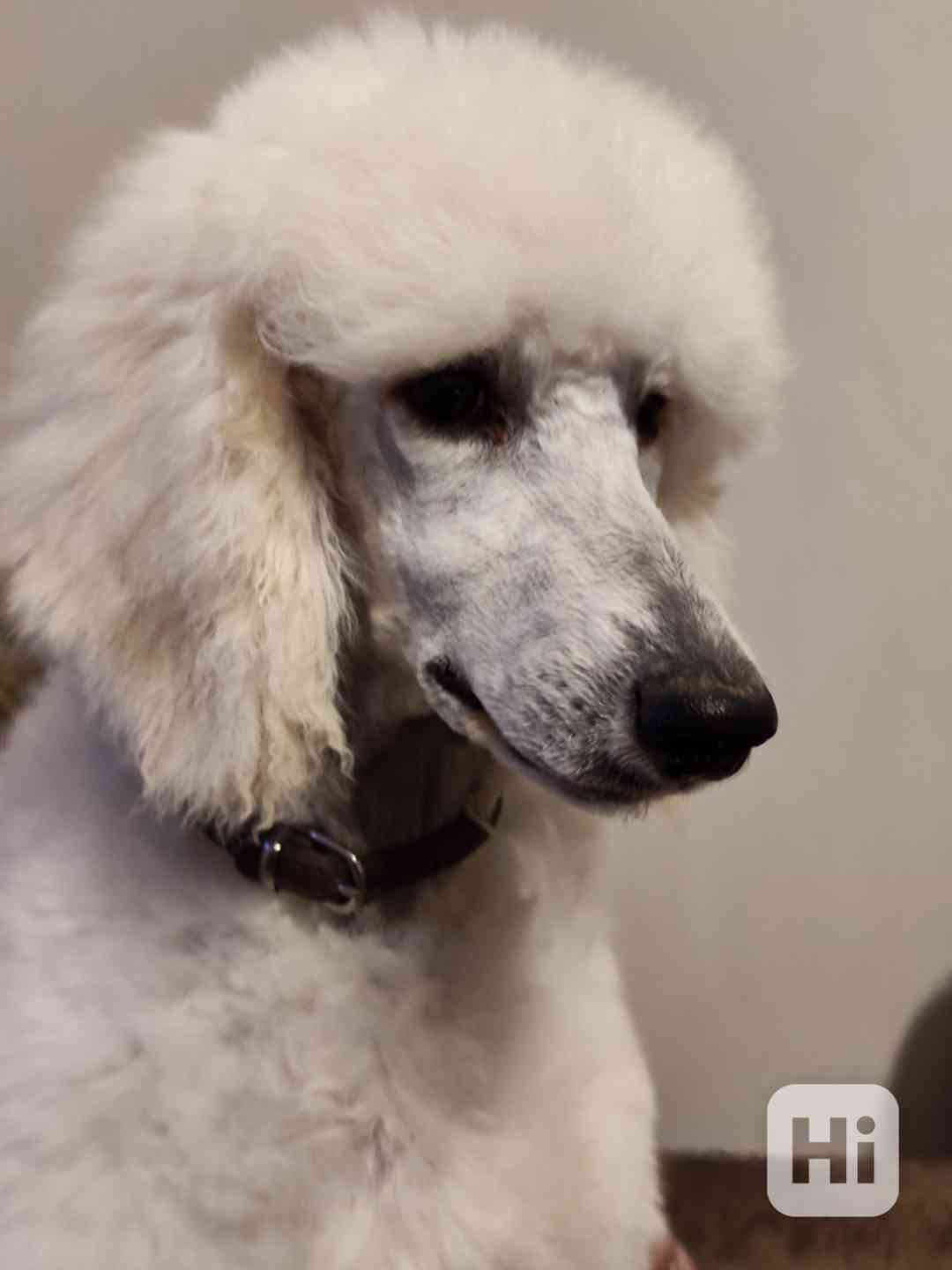 Pudl královský bílý  - foto 1