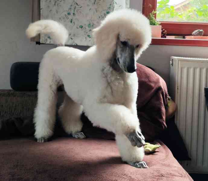 Pudl královský bílý  - foto 3