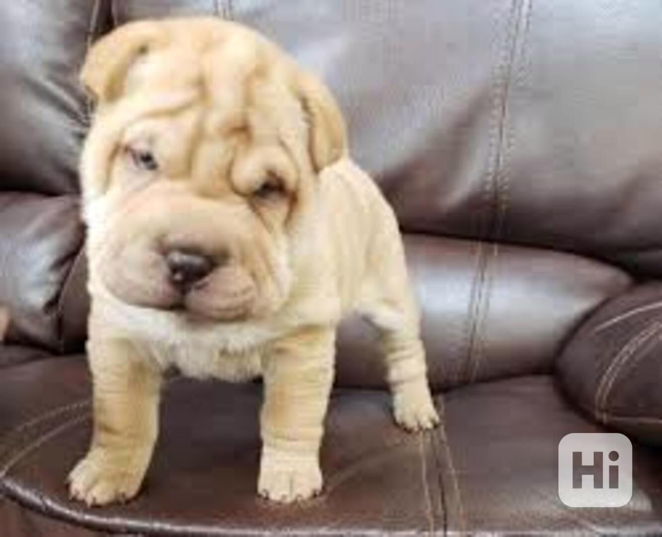 Čínská štěňata Shar Pei.  Dobrý den, máme stále volná štěňát - foto 1