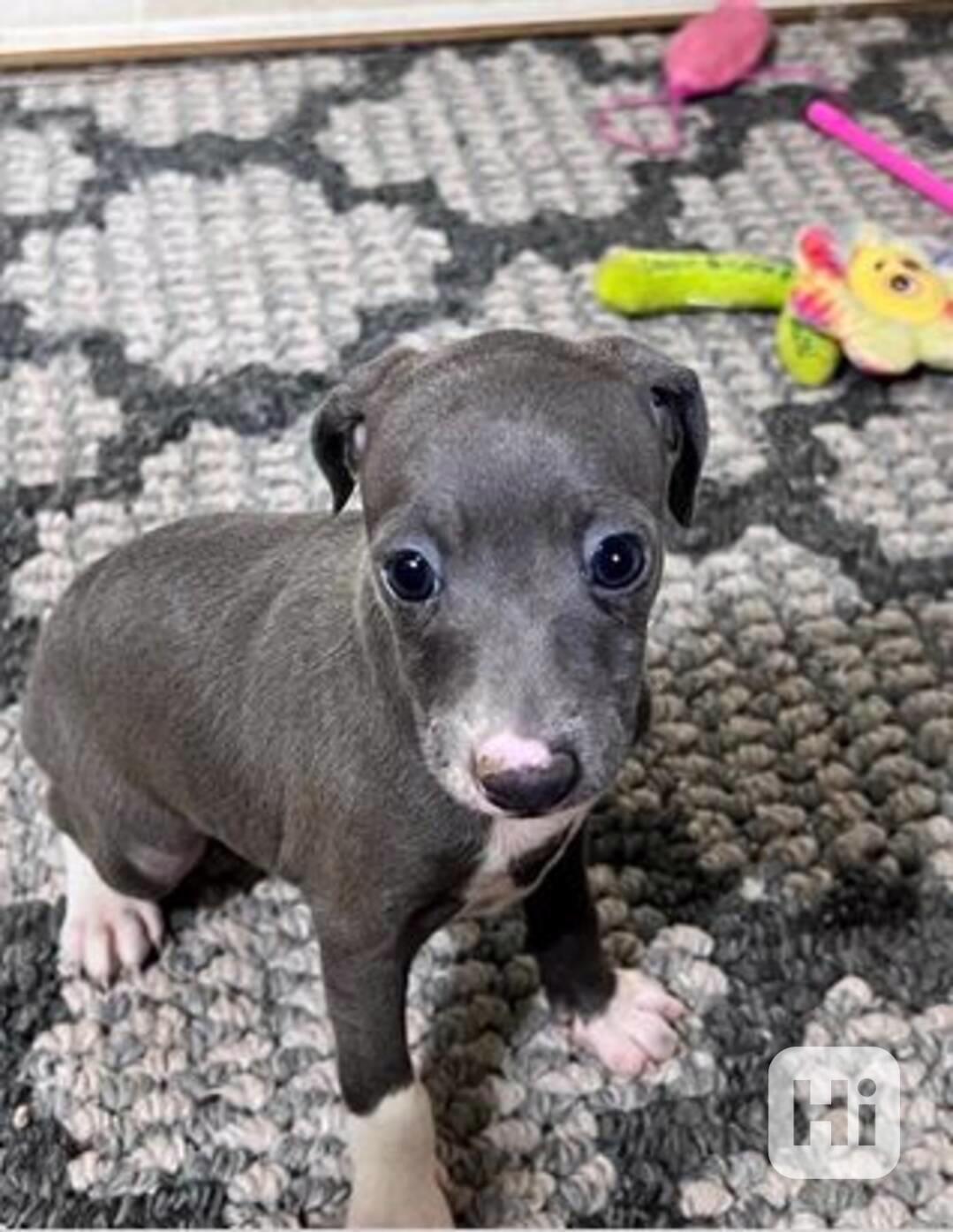 Štěňata italského chrta  - foto 1