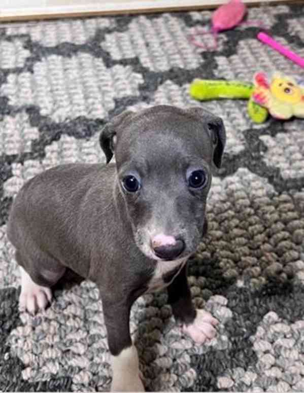 Štěňata italského chrta 