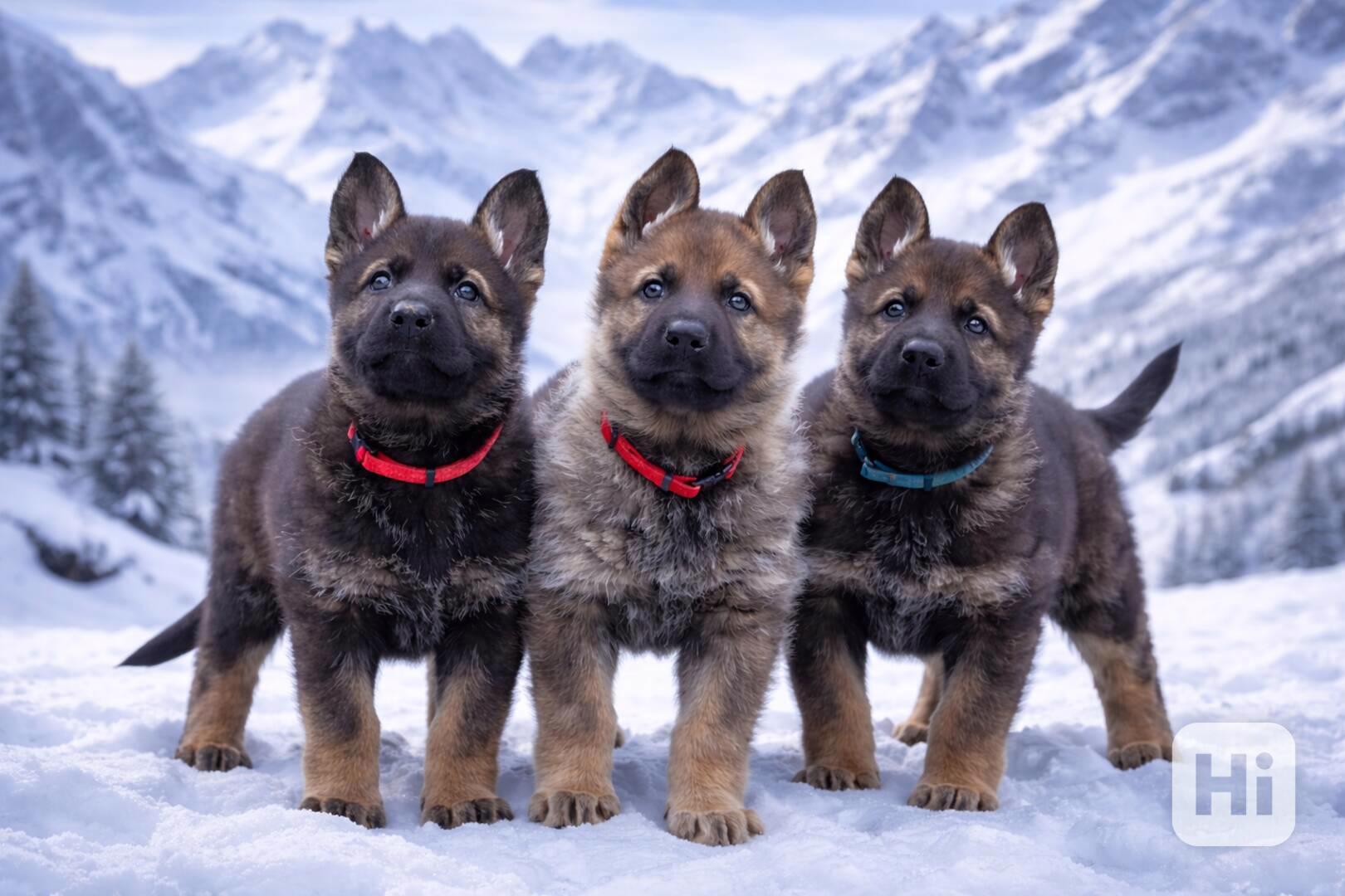 Něnecký ovčák s PP - foto 1