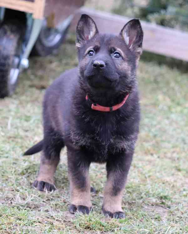 Něnecký ovčák s PP - foto 2