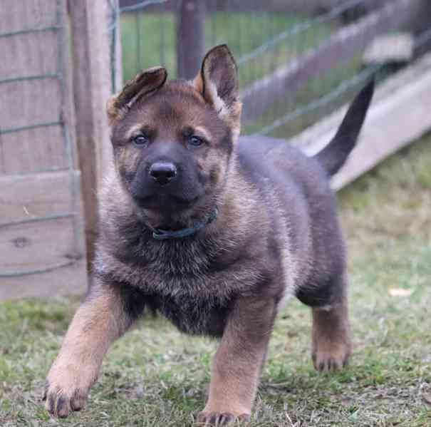 Něnecký ovčák s PP - foto 4