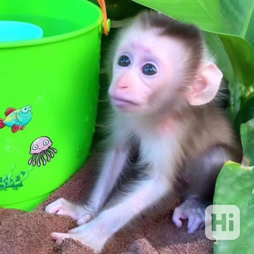 🐒 Dobře vycvičené kapucínské opice na prodej – chytré, milu - foto 1