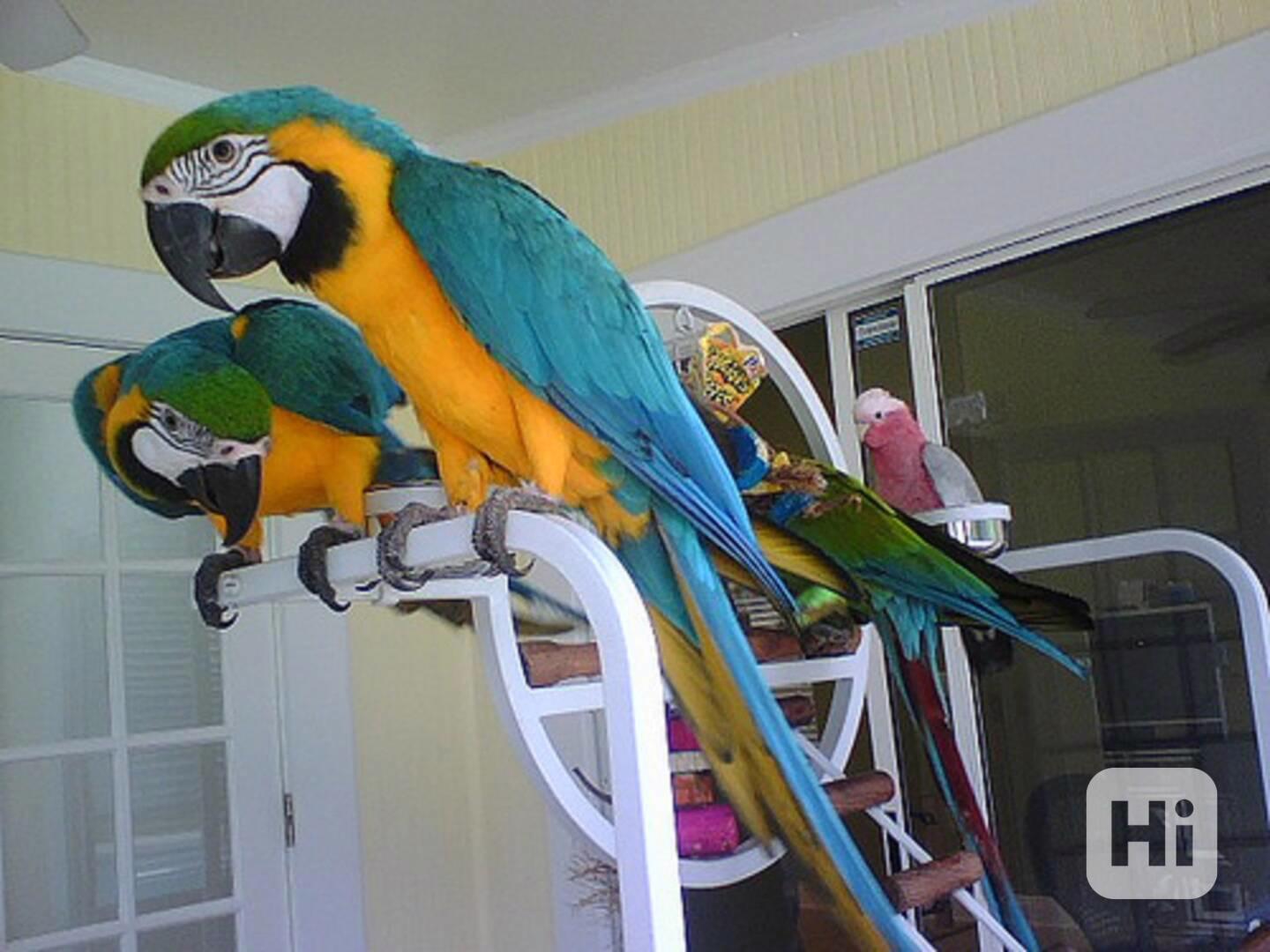 Ara hyacintový (klec modro-zlatý ara) - foto 1