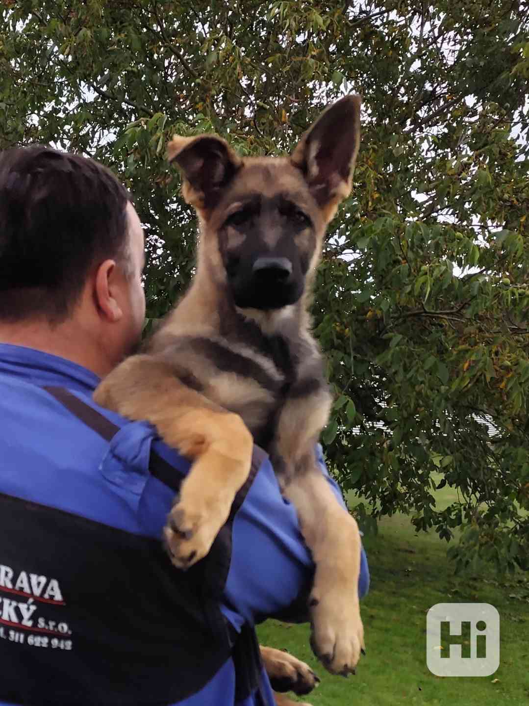 Pejsek NO s p.p  - foto 1