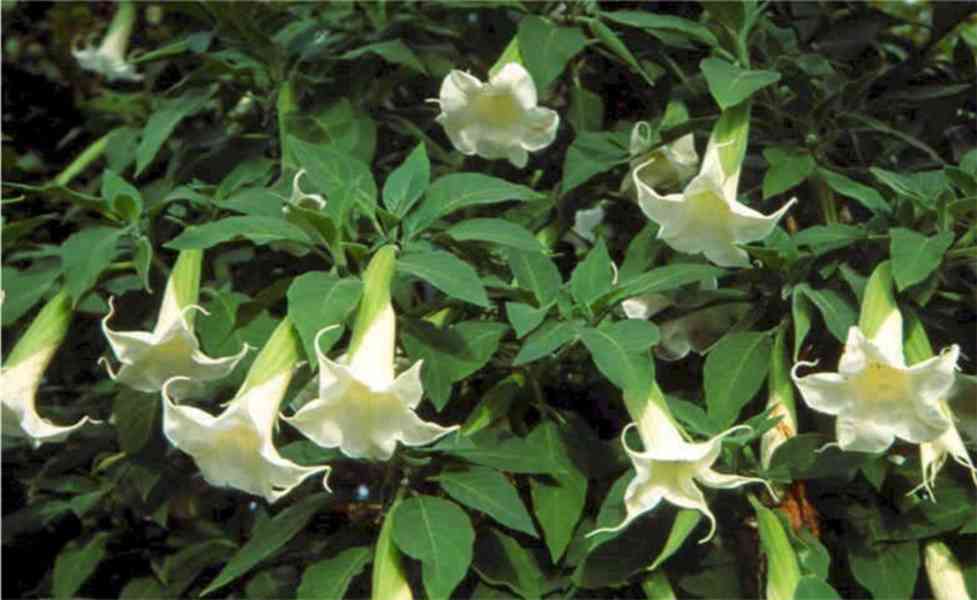 ŘÍZEK BRUGMANSIA ARBOREA