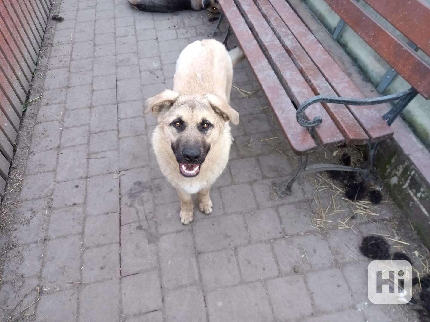 Odkoupím, nebo zdarma odvezu zraněné, stržené, staré zvířata - foto 1