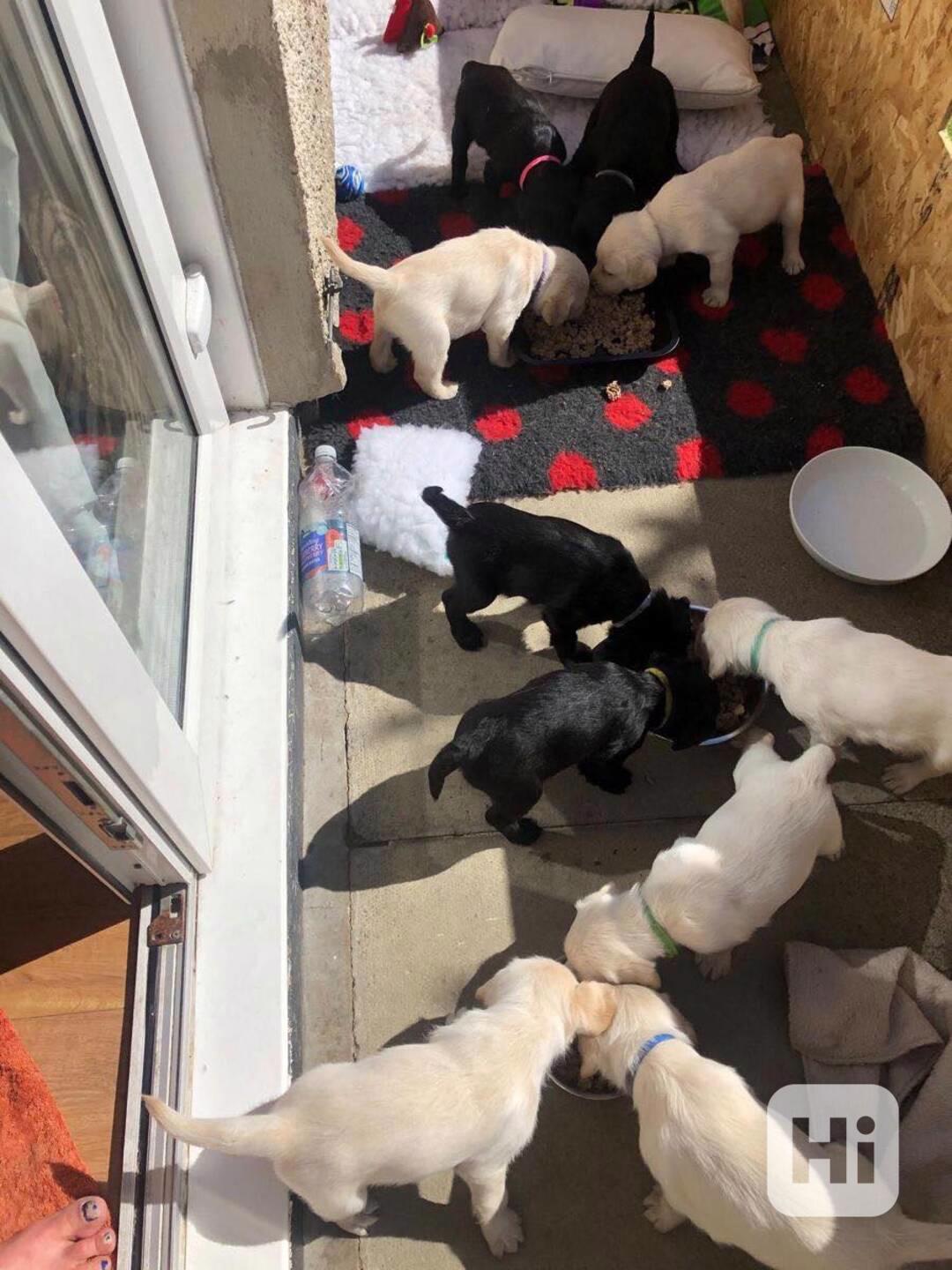 Krásný labradorský retrívr na prodej - foto 1