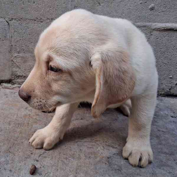 Krásný labradorský retrívr na prodej - foto 3