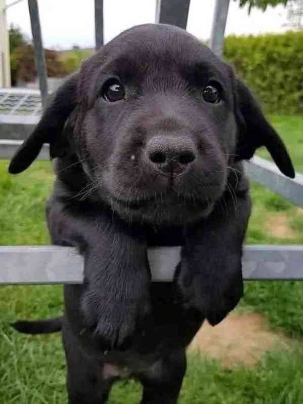 Krásný labradorský retrívr na prodej - foto 2