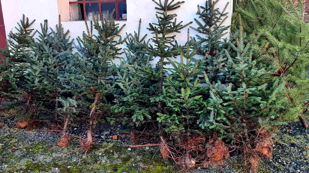 Vánoční stromky - foto 2