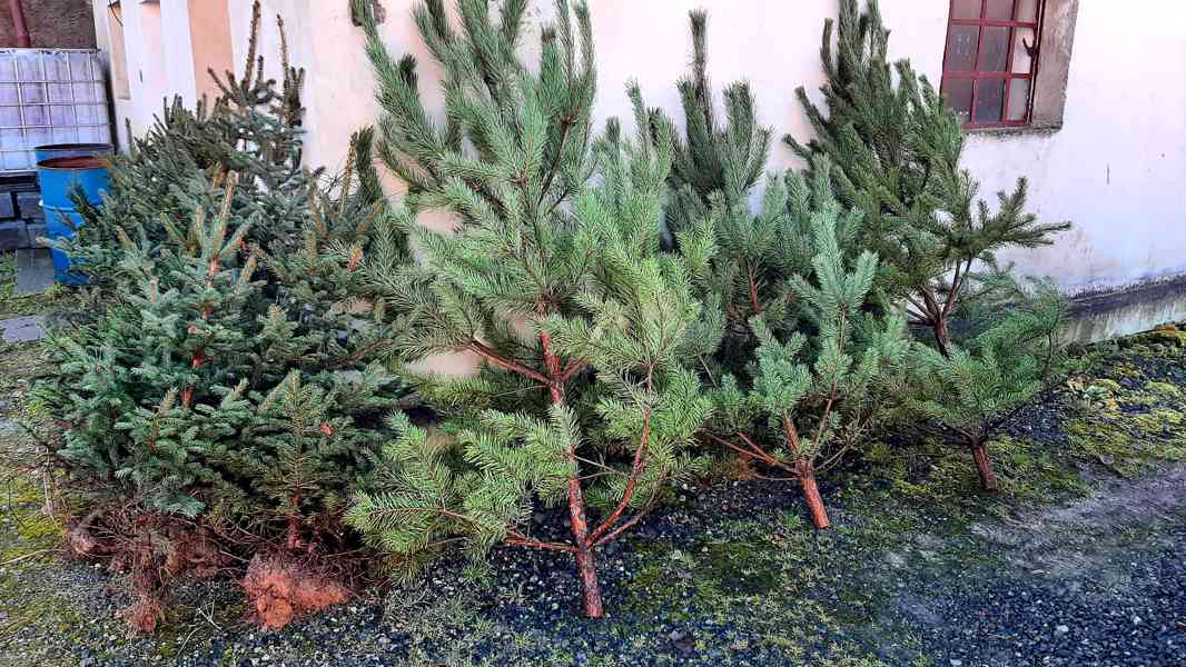 Vánoční stromky - foto 3
