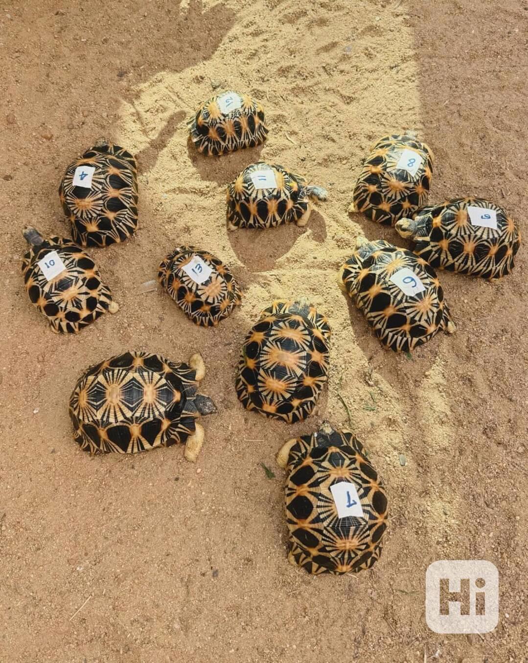  Sri Lankan star tortoises.  - foto 1