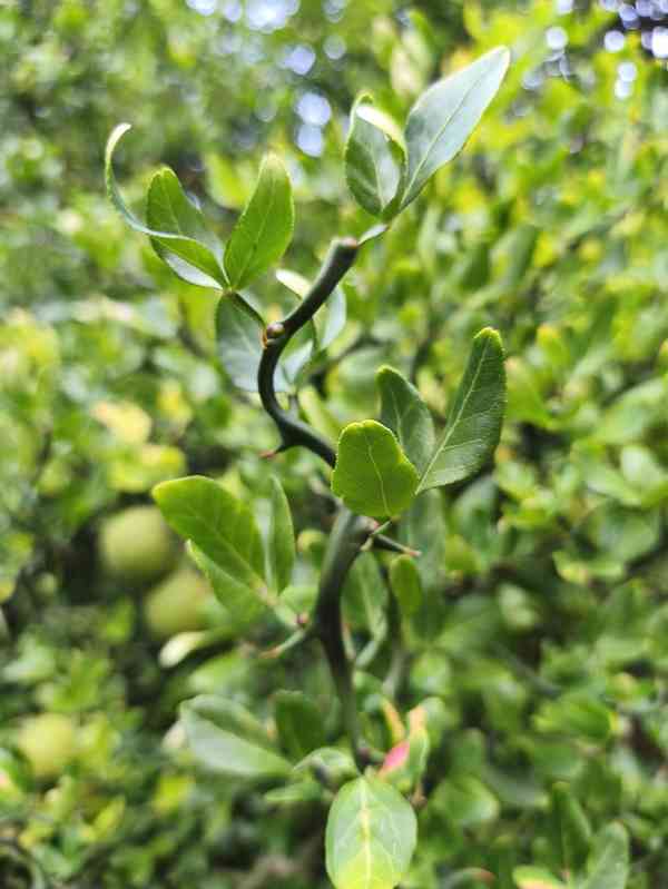 Plody Poncirus trifoliata 'Flying Dragon'  - foto 5