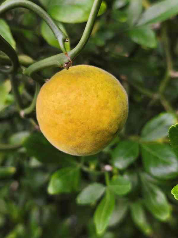 Plody Poncirus trifoliata 'Flying Dragon' 