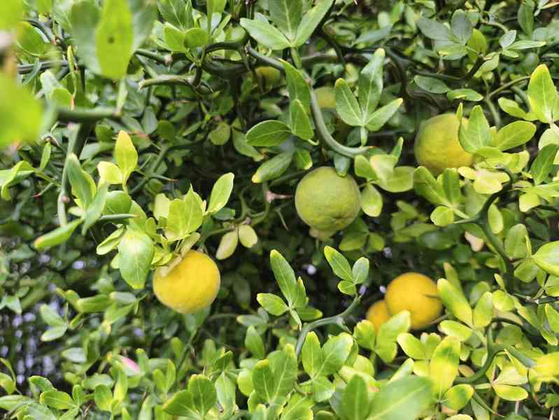 Plody Poncirus trifoliata 'Flying Dragon'  - foto 4