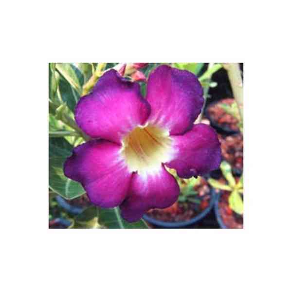 semena Adenium obesum siam violet - foto 1