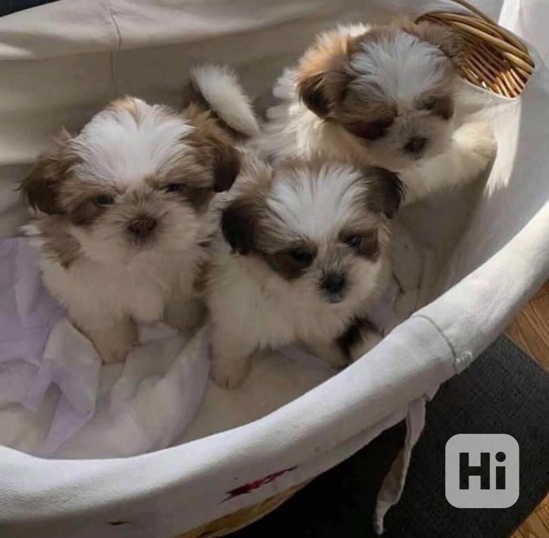Štěňata Shih Tzu, FCI - foto 1