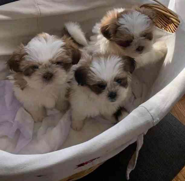 Štěňata Shih Tzu, FCI - foto 1