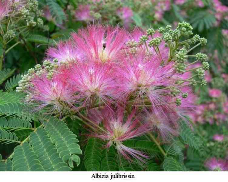 sazenice Albizia Julibrisin - Mrazuvzdorná mimóza