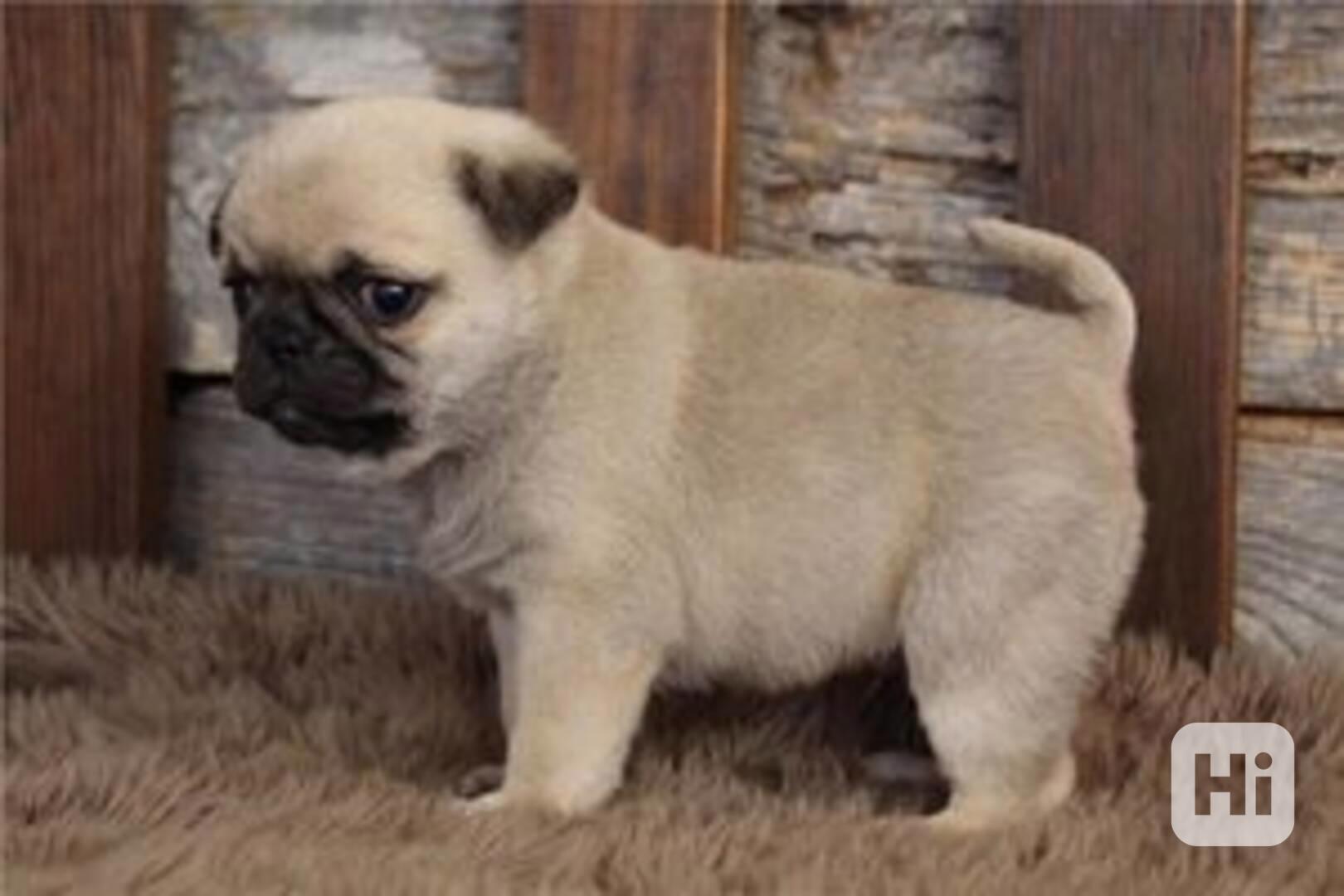 Zdravá štěňata mopsů připravena k odběru - foto 1