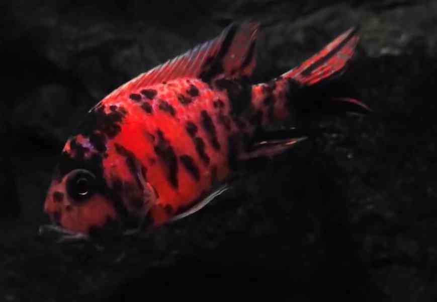 Tlamovci Malawi  - foto 31