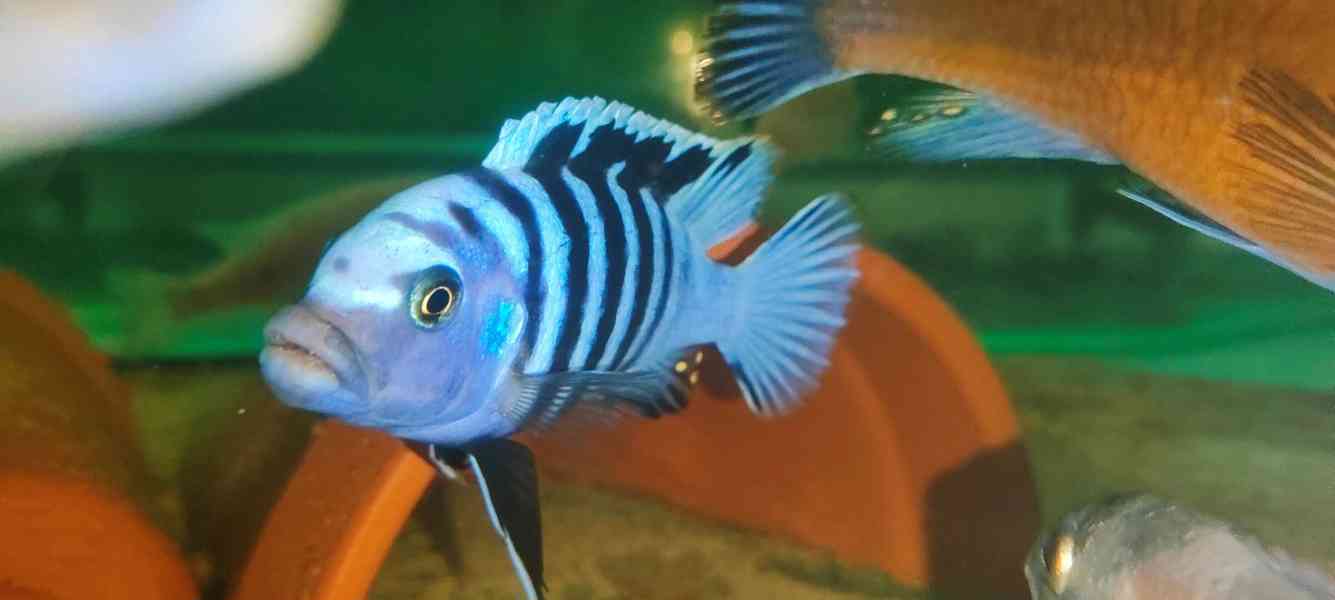 Tlamovci Malawi  - foto 27