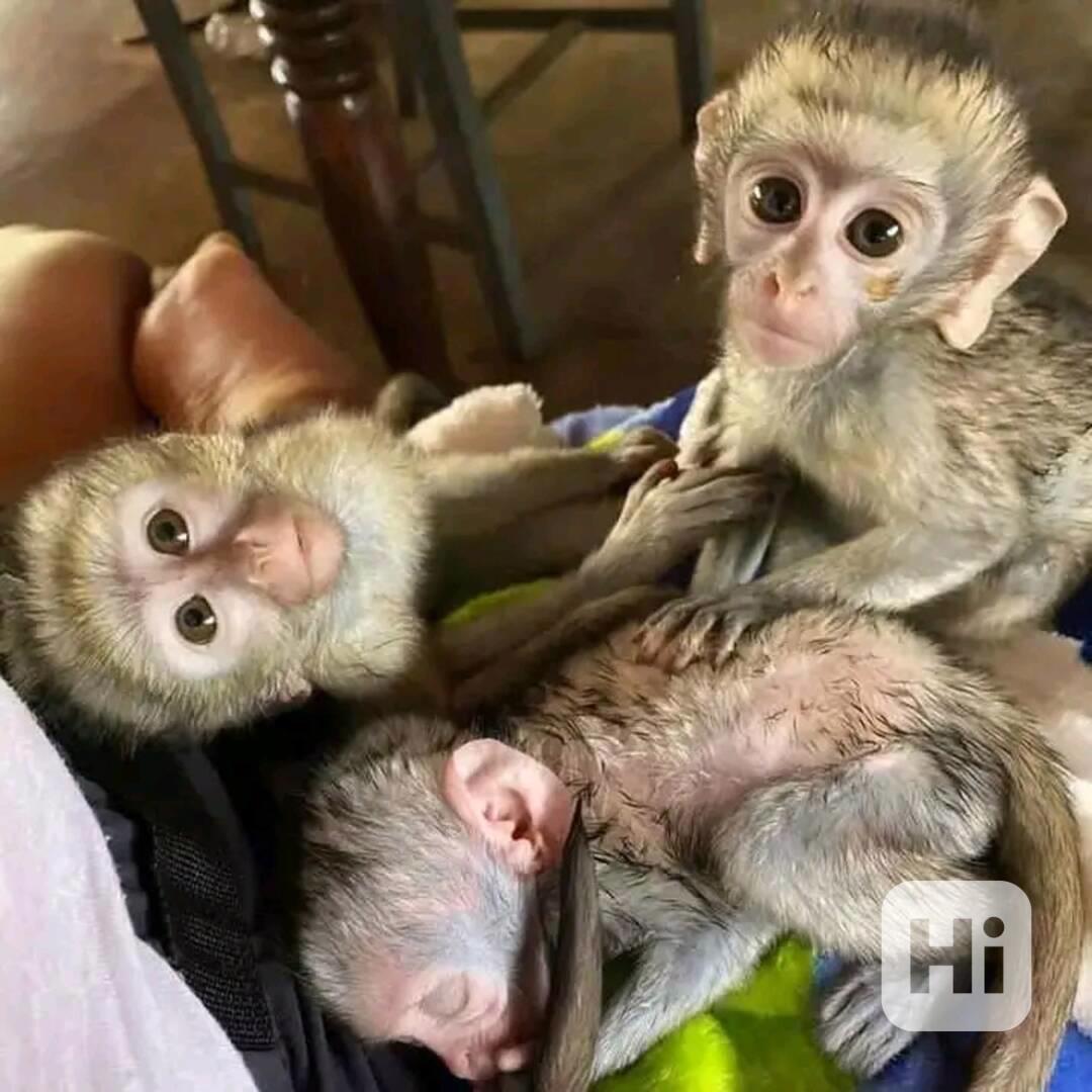  Nádherná rozkošná kapucínská opice k přemístění - foto 1