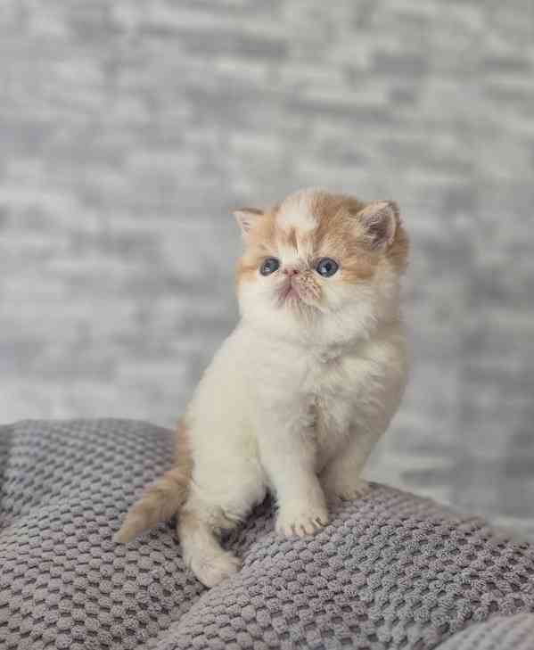 Perská a exotická koťátka s Pp  - foto 4