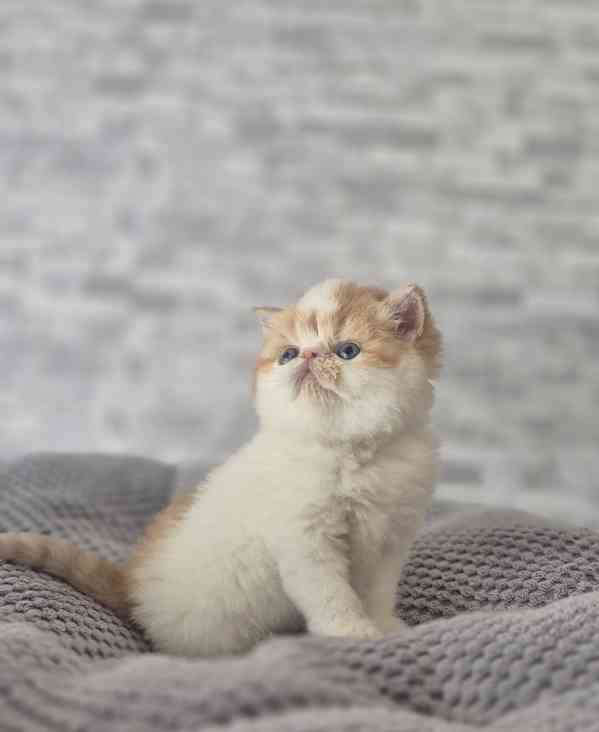 Perská a exotická koťátka s Pp  - foto 5