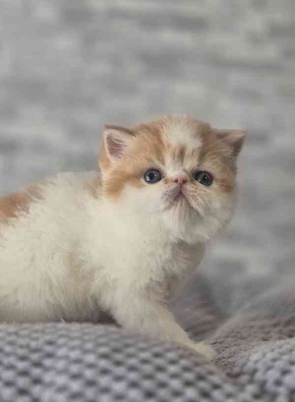 Perská a exotická koťátka s Pp  - foto 1