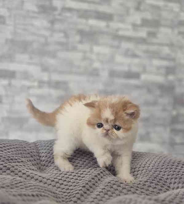 Perská a exotická koťátka s Pp  - foto 6