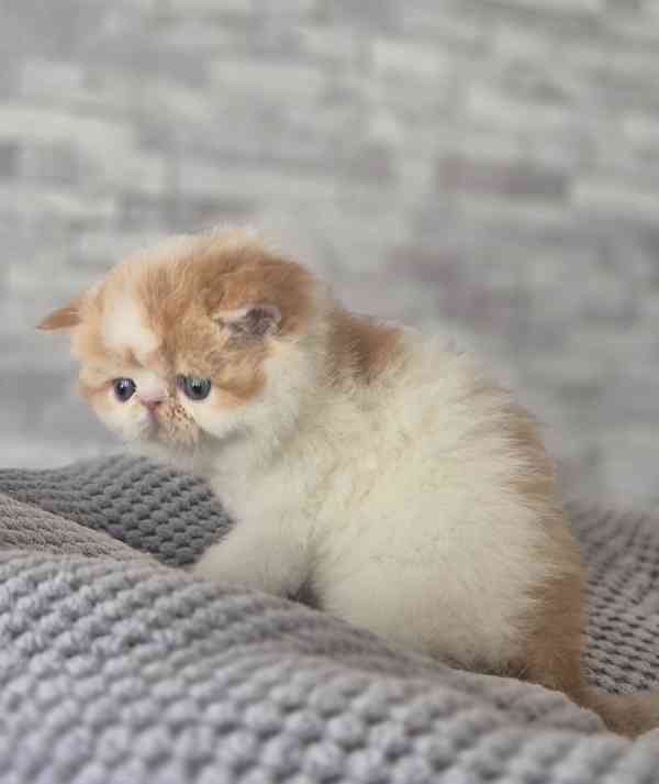 Perská a exotická koťátka s Pp  - foto 3