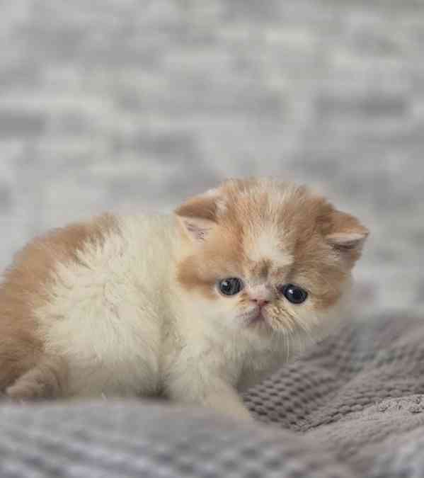 Perská a exotická koťátka s Pp  - foto 2