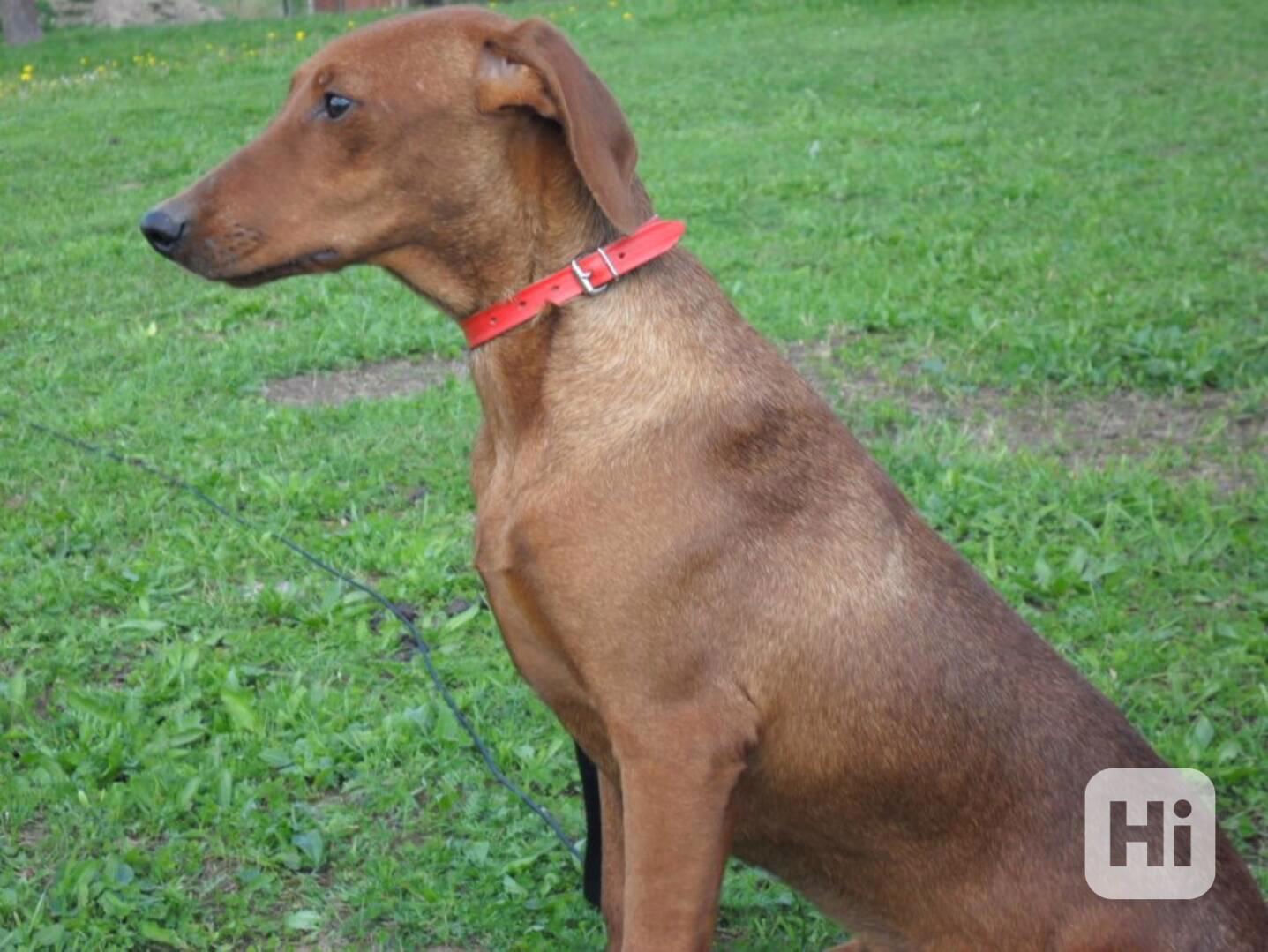 Německý pinč - štěňata s PP - foto 1