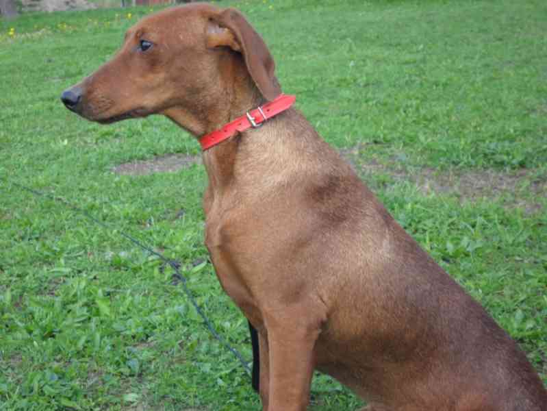 Německý pinč - štěňata s PP - foto 1