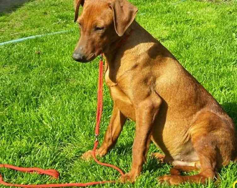 Německý pinč - štěňata s PP - foto 2