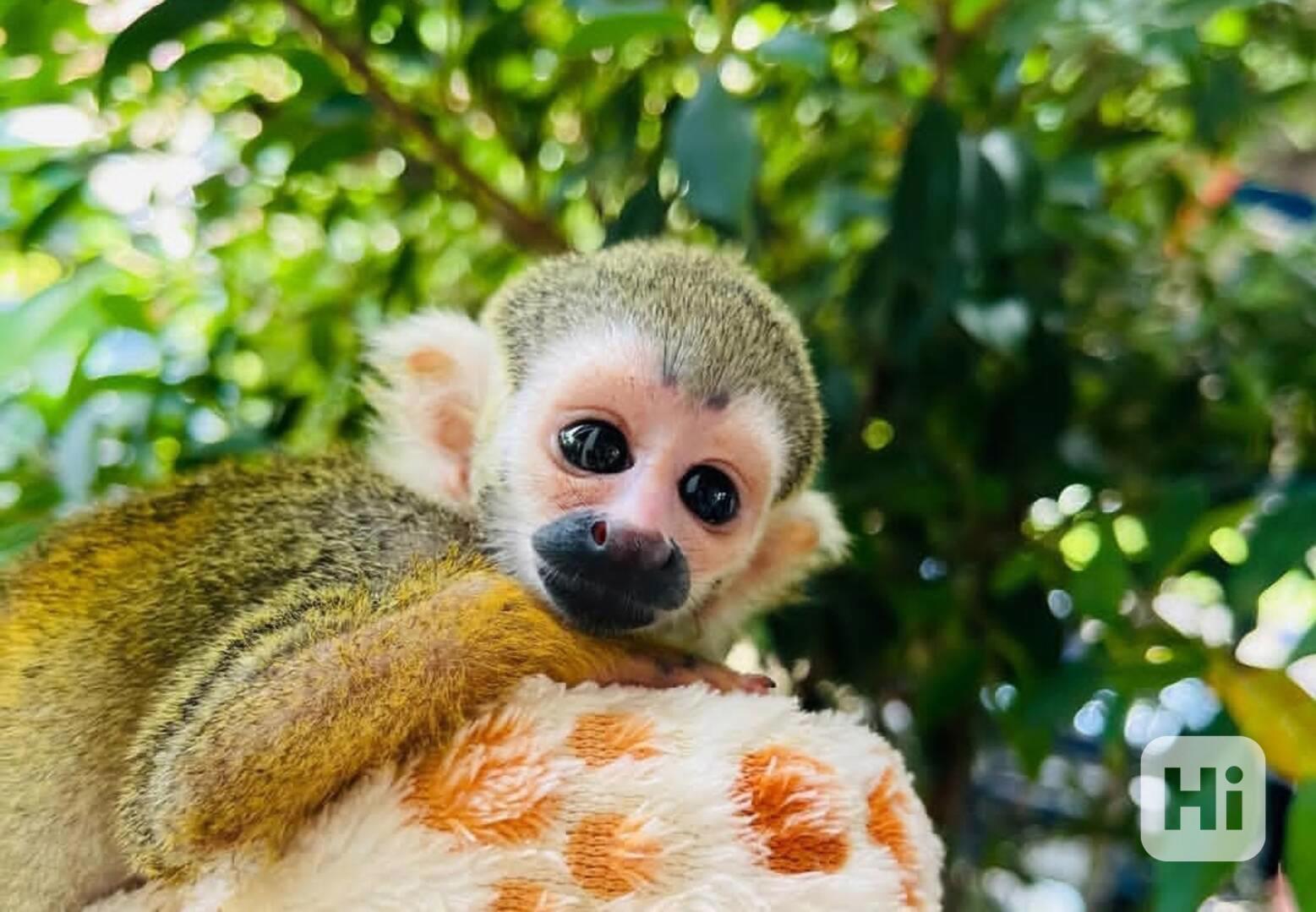 Veverčí opice k adopci zdarma - foto 1