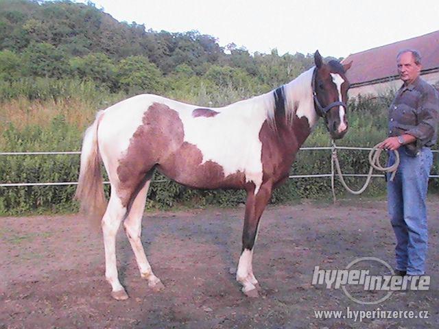 klisna PH, 3letá - foto 1