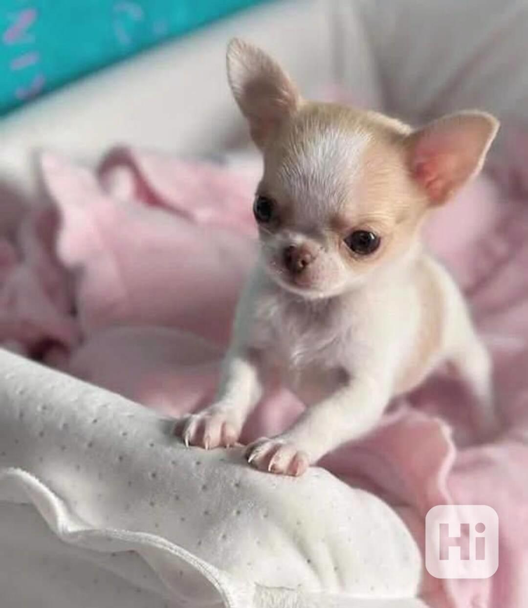 Dárek zdarma Štěňata čivavy k adopci zdarma - foto 1