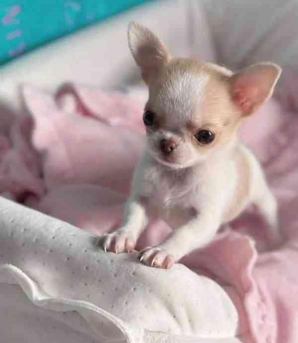 Dárek zdarma Štěňata čivavy k adopci zdarma